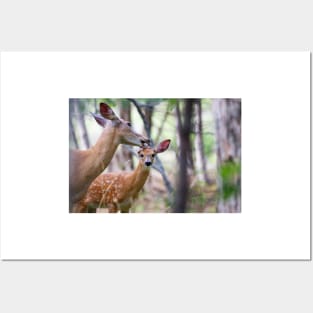 Aw Mom!…my fur's fine - White-tailed deer Posters and Art